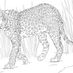 Raskrasil.com-Coloring-Pages-Cheetah-94