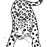 Raskrasil.com-Coloring-Pages-Cheetah-95