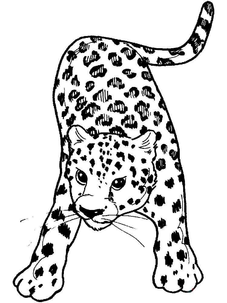 Ausmalbilder Gepard | 100 Malvorlagen Kostenlos zum Ausdrucken