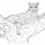 Raskrasil.com-Coloring-Pages-Cheetah-97