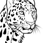 Raskrasil.com-Coloring-Pages-Cheetah-98