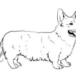 Raskrasil.com-Coloring-Pages-Corgi-16