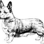Raskrasil.com-Coloring-Pages-Corgi-25