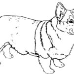 Raskrasil.com-Coloring-Pages-Corgi-46