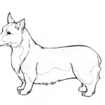 Raskrasil.com-Coloring-Pages-Corgi-47