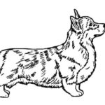 Raskrasil.com-Coloring-Pages-Corgi-53