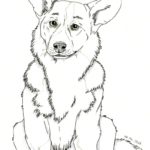 Raskrasil.com-Coloring-Pages-Corgi-58