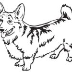 Raskrasil.com-Coloring-Pages-Corgi-59