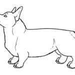 Raskrasil.com-Coloring-Pages-Corgi-7