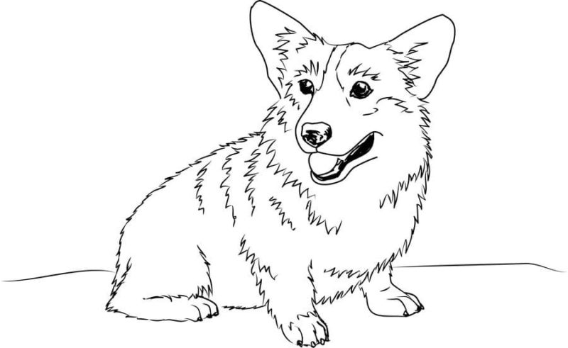 Corgi Coloring Pages