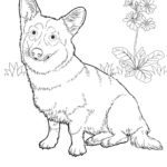Raskrasil.com-Coloring-Pages-Corgi-84