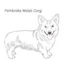 Raskrasil.com-Coloring-Pages-Corgi-9