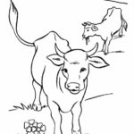 Raskrasil.com-Coloring-Pages-Cow-10