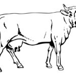 Raskrasil.com-Coloring-Pages-Cow-36