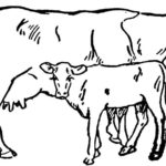 Raskrasil.com-Coloring-Pages-Cow-45
