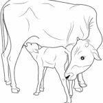 Raskrasil.com-Coloring-Pages-Cow-59