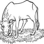 Raskrasil.com-Coloring-Pages-Cow-62
