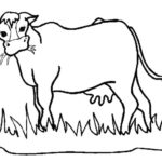 Raskrasil.com-Coloring-Pages-Cow-75