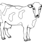 Raskrasil.com-Coloring-Pages-Cow-84