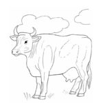 Raskrasil.com-Coloring-Pages-Cow-97