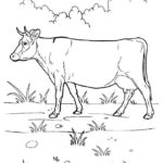 Raskrasil.com-Coloring-Pages-Cow-99