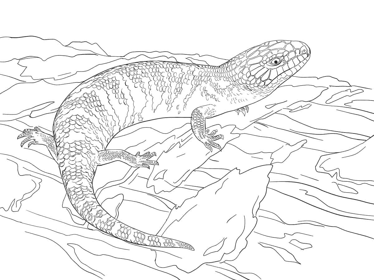 Raskrasil.com-Coloring-Pages-Desert-113