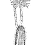 Raskrasil.com-Coloring-Pages-Desert-114