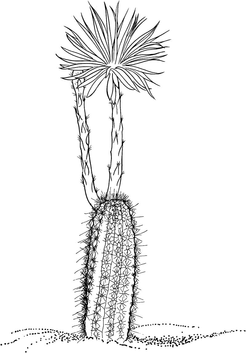 Raskrasil.com-Coloring-Pages-Desert-114