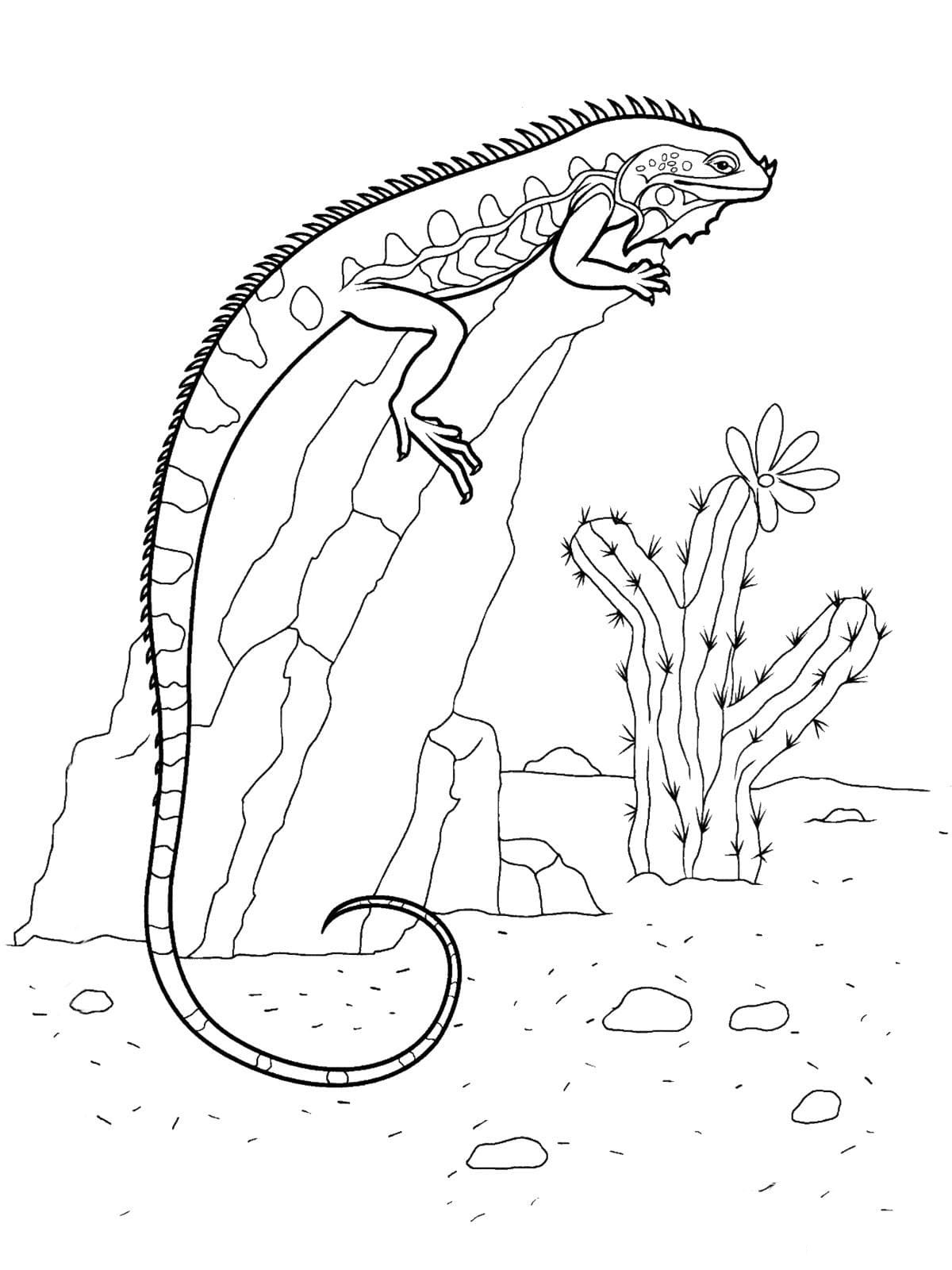 Raskrasil.com-Coloring-Pages-Desert-118