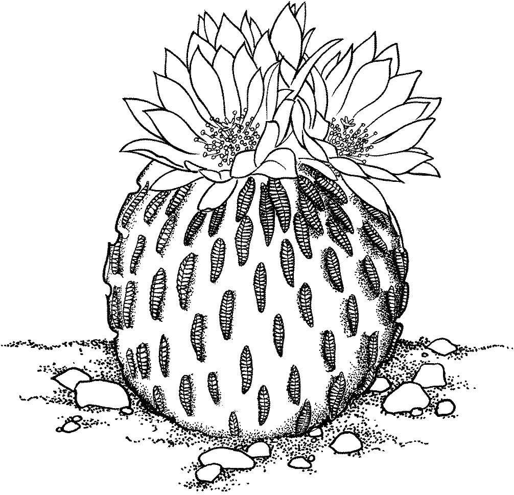 Raskrasil.com-Coloring-Pages-Desert-121