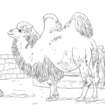 Raskrasil.com-Coloring-Pages-Desert-20
