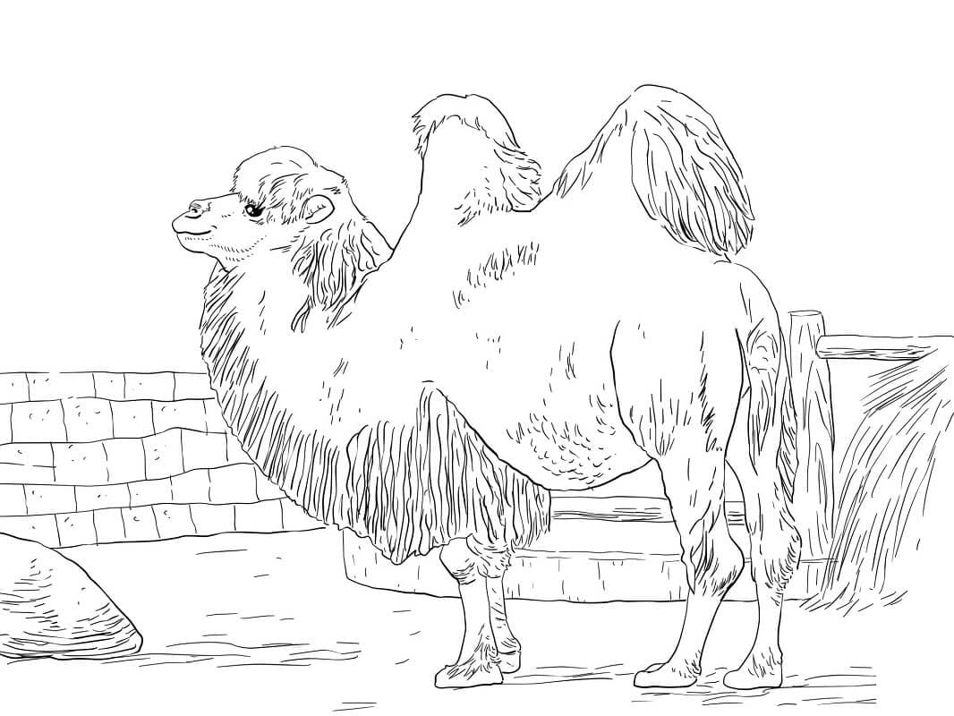 Raskrasil.com-Coloring-Pages-Desert-20