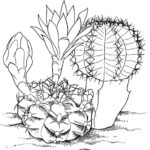 Raskrasil.com-Coloring-Pages-Desert-31