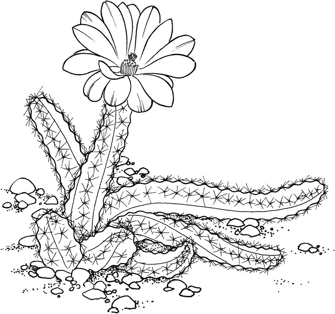 Raskrasil.com-Coloring-Pages-Desert-36