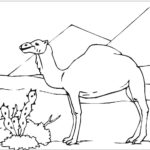 Raskrasil.com-Coloring-Pages-Desert-53