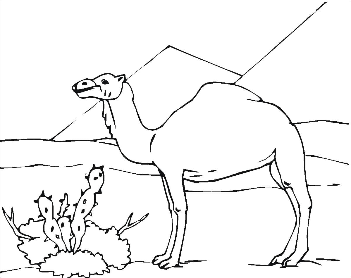 Raskrasil.com-Coloring-Pages-Desert-53
