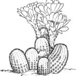 Previous Attachment