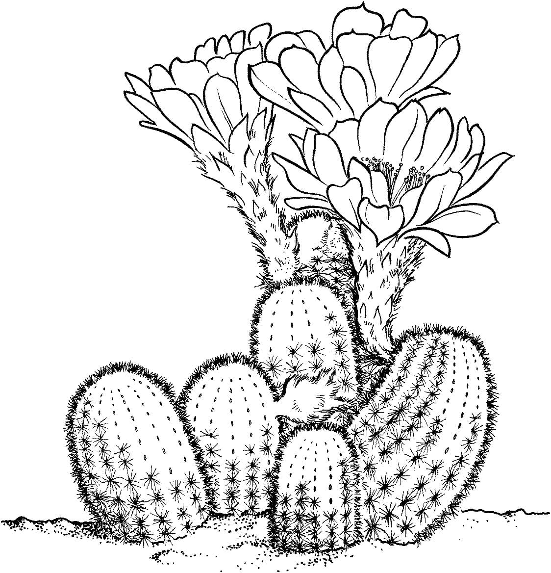 Raskrasil.com-Coloring-Pages-Desert-54