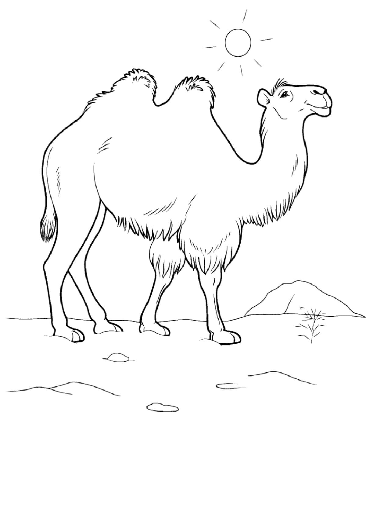 Raskrasil.com-Coloring-Pages-Desert-61