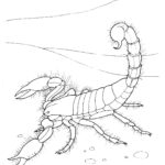 Raskrasil.com-Coloring-Pages-Desert-62