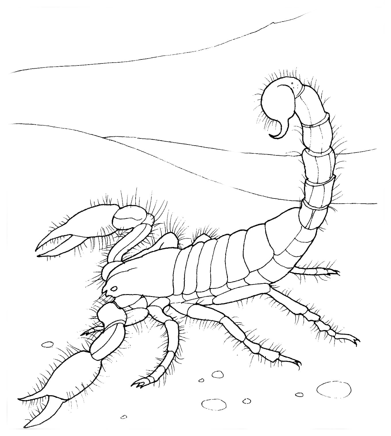 Raskrasil.com-Coloring-Pages-Desert-62