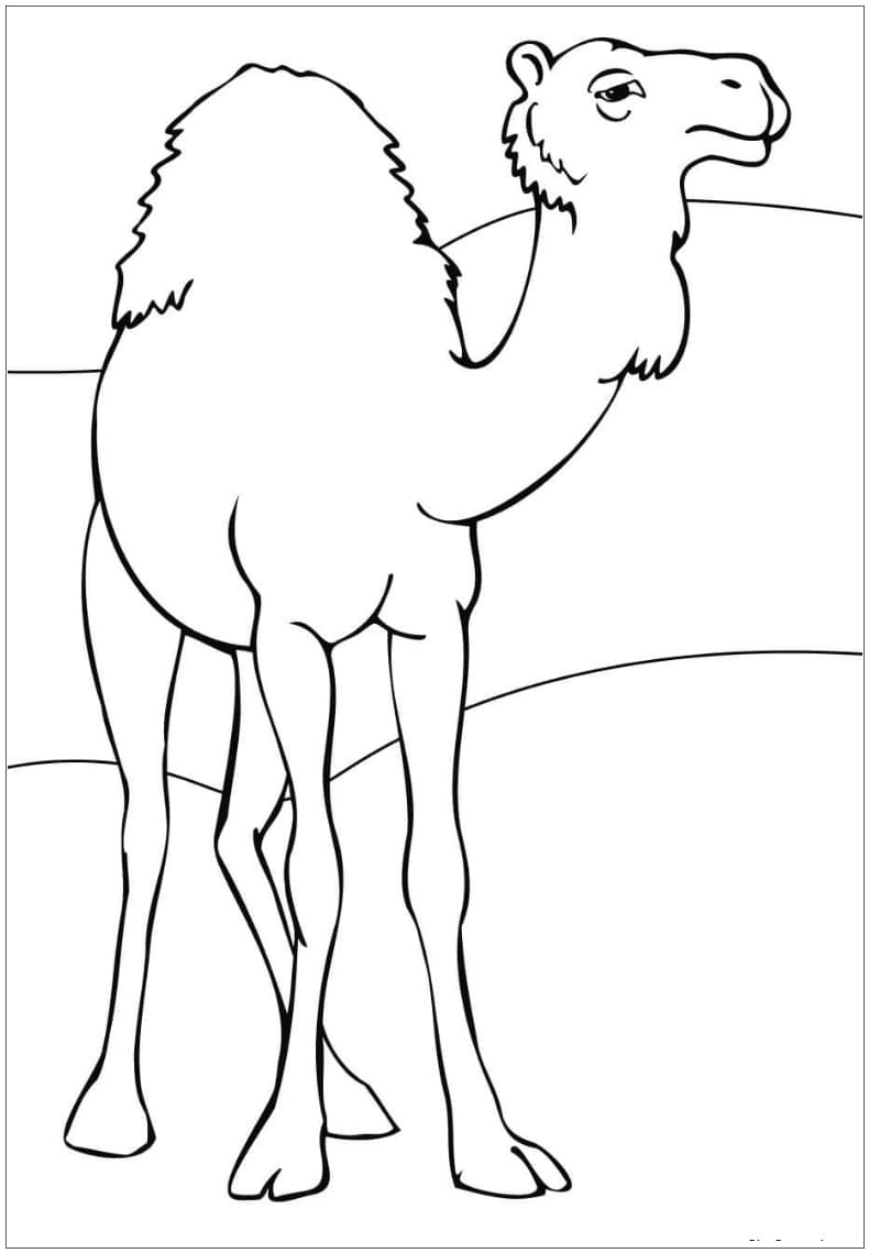 Raskrasil.com-Coloring-Pages-Desert-67