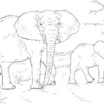 Raskrasil.com-Coloring-Pages-Elephant-41