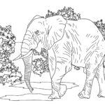 Raskrasil.com-Coloring-Pages-Elephant-42