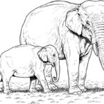 Raskrasil.com-Coloring-Pages-Elephant-5