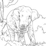 Raskrasil.com-Coloring-Pages-Elephant-85