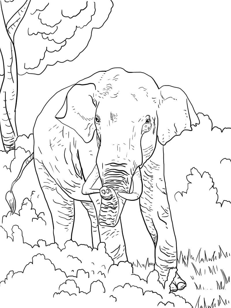 Raskrasil.com-Coloring-Pages-Elephant-85