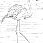 Raskrasil.com-Coloring-Pages-Flamingo-101