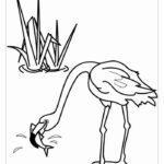 Raskrasil.com-Coloring-Pages-Flamingo-109