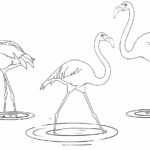 Raskrasil.com-Coloring-Pages-Flamingo-24